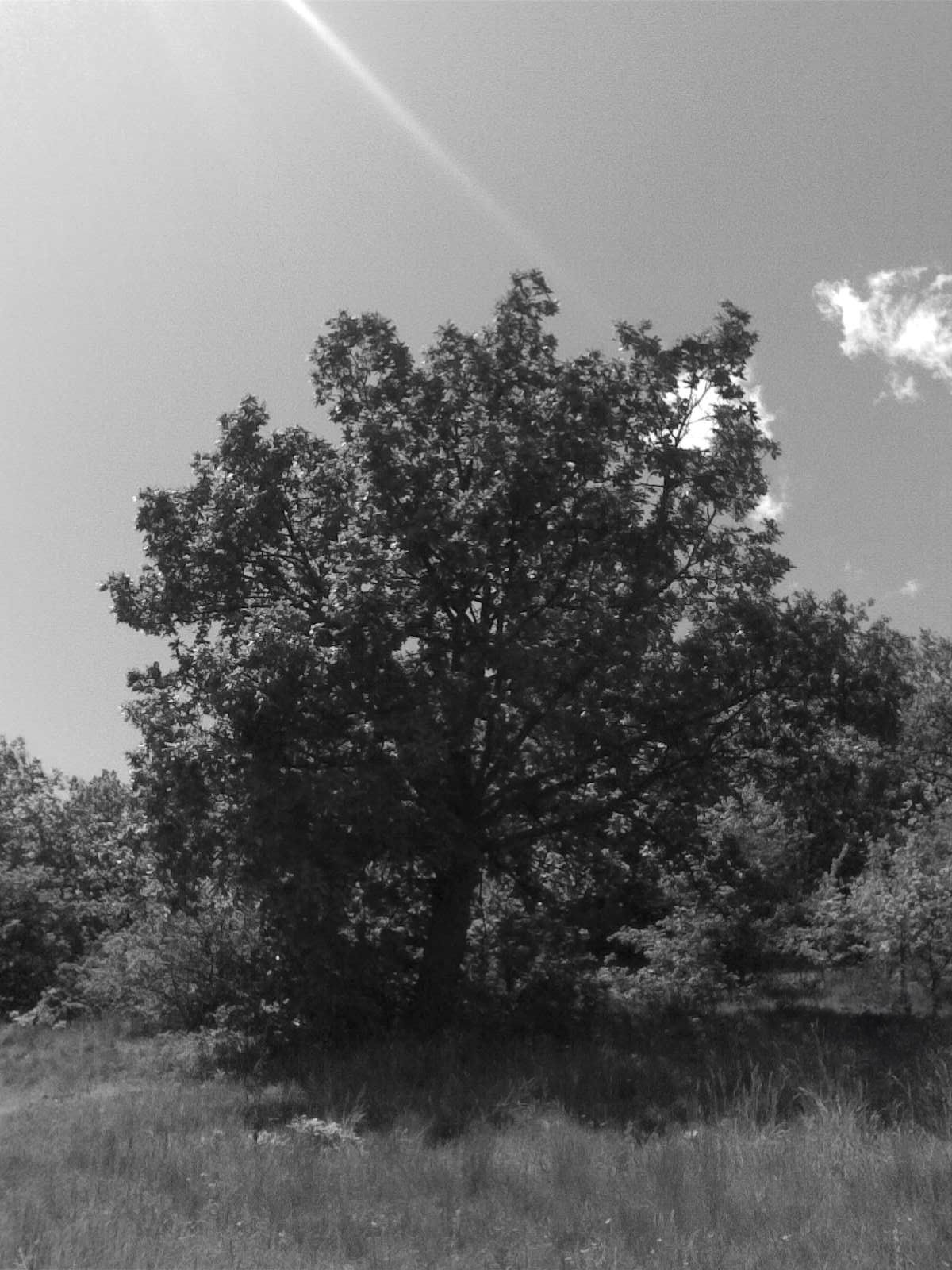 Nature Photo: Photo taken with Nokia 6300 / 2008